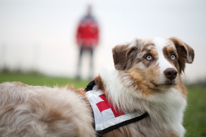 Der Rettungshundeführer ist als Helfer des Sanitätsdienstes des Deutschen Roten Kreuzes Mitglied der jeweiligen DRK-Bereitschaft.